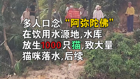 多人在饮用水源地放生上千只猫,后续_哔哩哔哩_bilibili
